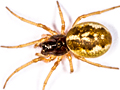 Pachygnatha degeeri